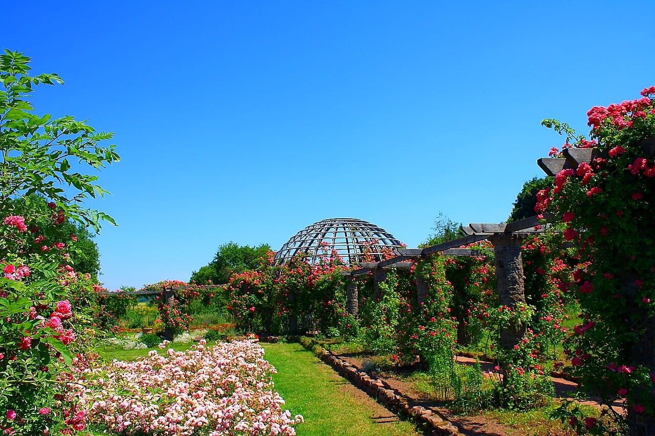 Rosengarten mit Pergola im Park Rosenhöhe in Darmstadt